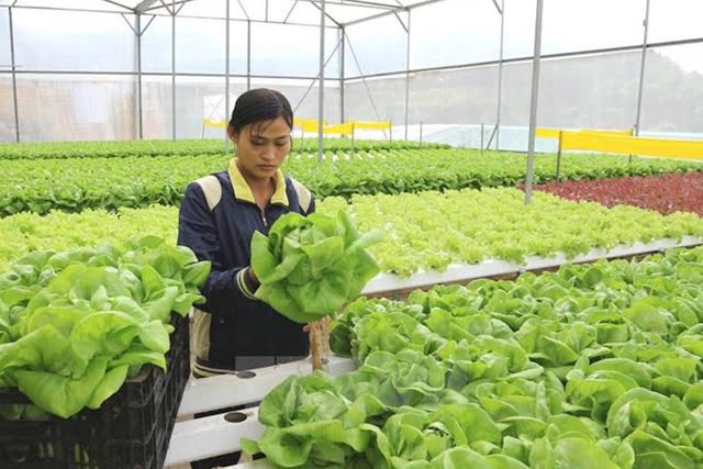 GO-KOREA Cảnh báo 'bẫy' lao động đi làm việc thời vụ visa E-8 tại Hàn Quốc 2 Hình ảnh từ GO-KOREA: hq on 17026842336741465111989